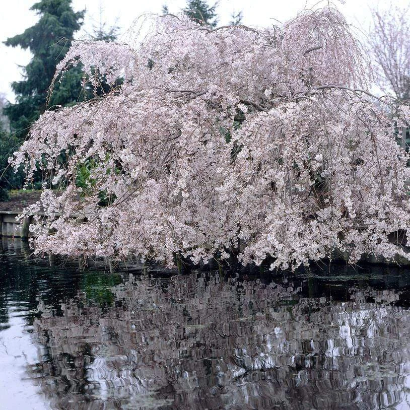 Weeping Yoshino Cherry Blossom Tree | Prunus Yedoensis 1 Weeping Yoshino Cherry Blossom Tree | Prunus Yedoensis