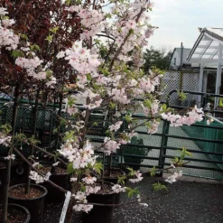 Pink Winter Flowering Cherry Tree | Prunus X Subhirtella 'Autumnalis Rosea' -Arbor Sapling Sales ORN0030 2