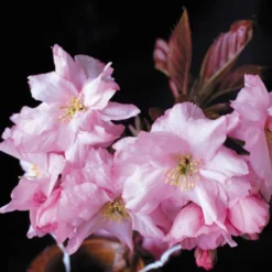 Purple Leaf Cherry Blossom Tree | Prunus Serrulata 'Royal Burgundy' 13 Purple Leaf Cherry Blossom Tree | Prunus Serrulata 'Royal Burgundy' -Arbor Sapling Sales ORN0032 2