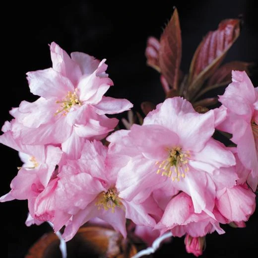 Purple Leaf Cherry Blossom Tree | Prunus Serrulata 'Royal Burgundy' 7 Purple Leaf Cherry Blossom Tree | Prunus Serrulata 'Royal Burgundy' - Image 7