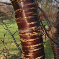 Single Stem Tibetan Cherry Tree | Prunus Serrula 9 Single Stem Tibetan Cherry Tree | Prunus Serrula -Arbor Sapling Sales ORN0034 2