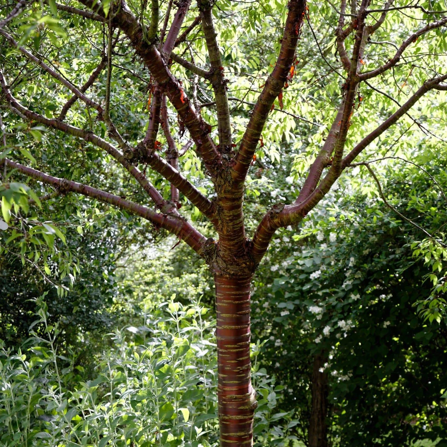 Single Stem Tibetan Cherry Tree | Prunus Serrula 1 Single Stem Tibetan Cherry Tree | Prunus Serrula