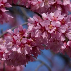 Small Pink Cherry Blossom Tree | Prunus 'Okame' -Arbor Sapling Sales ORN0044 3