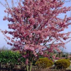 Small Pink Cherry Blossom Tree | Prunus 'Okame' -Arbor Sapling Sales ORN0044 4