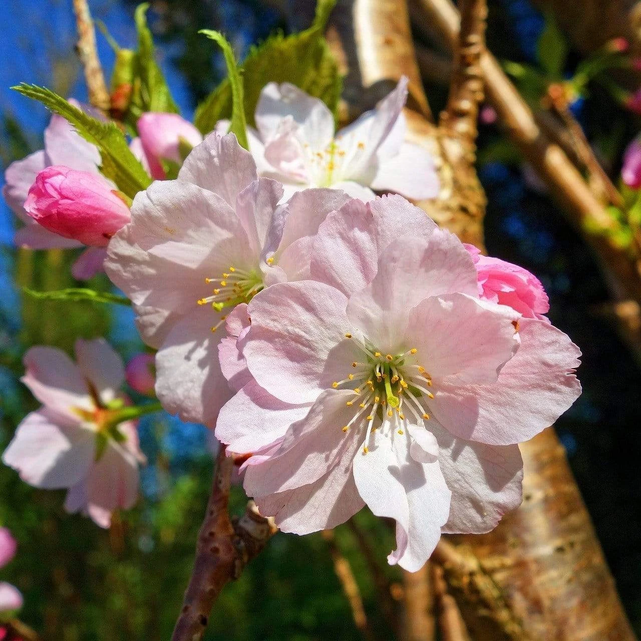 Japanese Cherry Blossom Tree | Prunus Shirofugen 1 Japanese Cherry Blossom Tree | Prunus Shirofugen