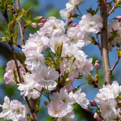 Flagpole Cherry Blossom Tree | Prunus Amanogawa -Arbor Sapling Sales ORN0063 3