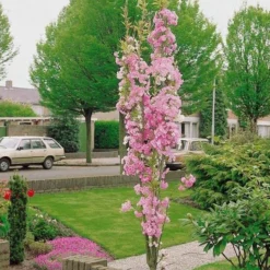 Flagpole Cherry Blossom Tree | Prunus Amanogawa
