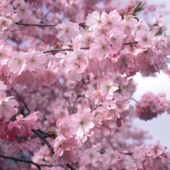 Accolade Pink Cherry Blossom Tree 9 Accolade Pink Cherry Blossom Tree -Arbor Sapling Sales ORN0064 1