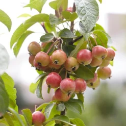 Evereste Crabapple Tree 7 Evereste Crabapple Tree -Arbor Sapling Sales ORN0074 3 1475890a 114a 4e97 a720 809279382368