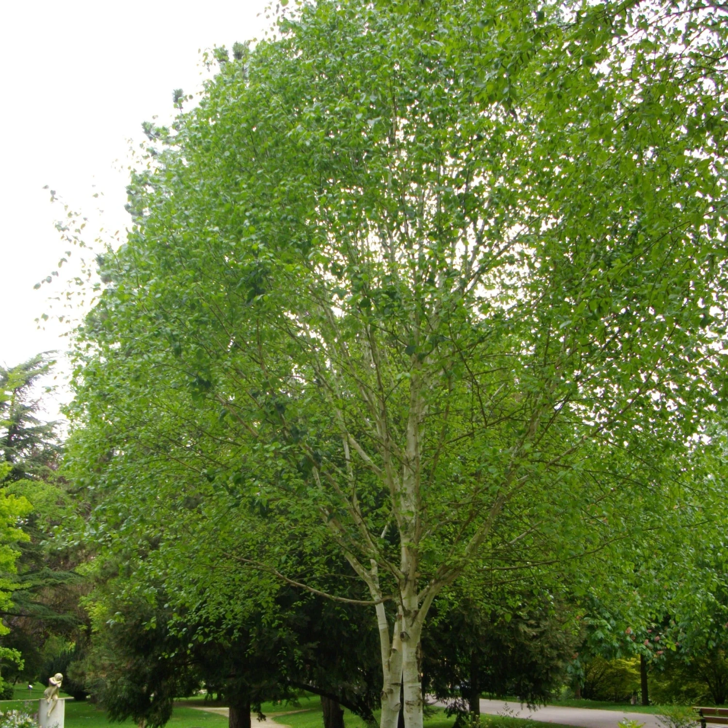 Himalayan Birch Tree | Betula Utilis Jacquemontii 7 Himalayan Birch Tree | Betula Utilis Jacquemontii - Image 7