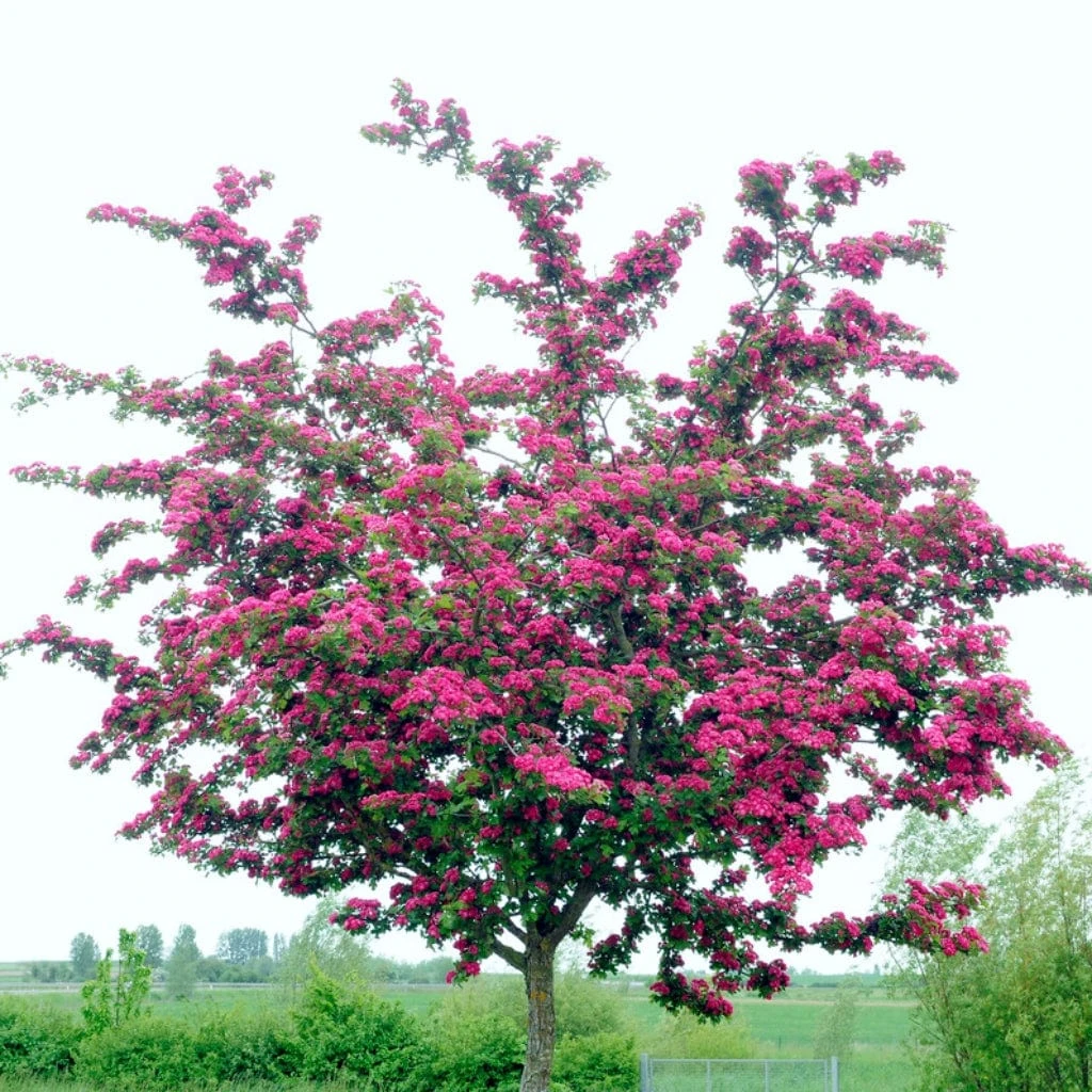 Double Pink Hawthorn Tree | Crataegus Laevigata 'Rosea Flore Pleno' 1 Double Pink Hawthorn Tree | Crataegus Laevigata 'Rosea Flore Pleno'