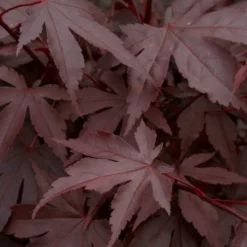 Red Japanese Maple Tree | Acer Palmatum 'Fireglow' 6 Red Japanese Maple Tree | Acer Palmatum 'Fireglow' -Arbor Sapling Sales ORN0198 3