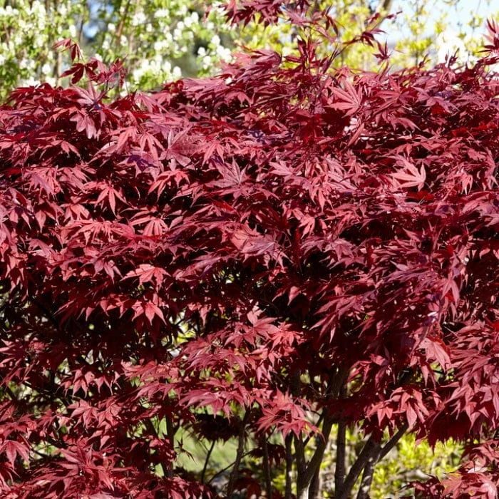 Red Japanese Maple Tree | Acer Palmatum 'Fireglow' 4 Red Japanese Maple Tree | Acer Palmatum 'Fireglow' - Image 4