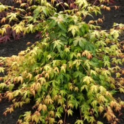 Japanese Maple Tree | Acer Palmatum 'Katsura' -Arbor Sapling Sales ORN0202 2