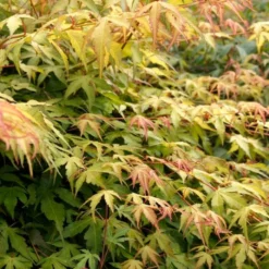Japanese Maple Tree | Acer Palmatum 'Katsura' -Arbor Sapling Sales ORN0202 6