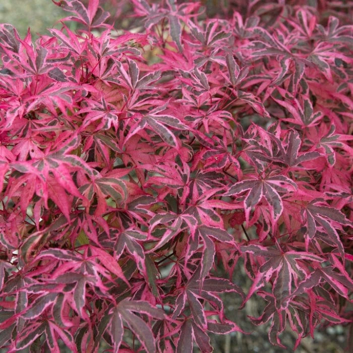 Variegated Japanese Maple Tree | Acer Palmatum 'Shirazz' 2 Variegated Japanese Maple Tree | Acer Palmatum 'Shirazz' - Image 2