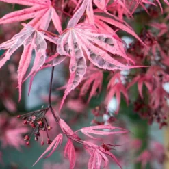 Variegated Japanese Maple Tree | Acer Palmatum 'Shirazz' 5 Variegated Japanese Maple Tree | Acer Palmatum 'Shirazz' -Arbor Sapling Sales ORN0206 4