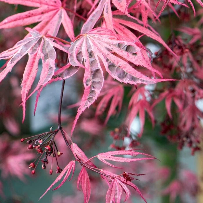 Variegated Japanese Maple Tree | Acer Palmatum 'Shirazz' 3 Variegated Japanese Maple Tree | Acer Palmatum 'Shirazz' - Image 3
