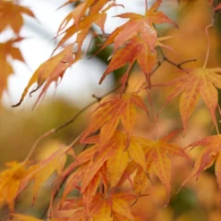 Purple Japanese Maple Tree | Acer Palmatum 'Atropurpureum' -Arbor Sapling Sales ORN0207 4