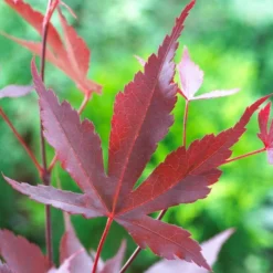 Purple Japanese Maple Tree | Acer Palmatum 'Atropurpureum' -Arbor Sapling Sales ORN0207 5