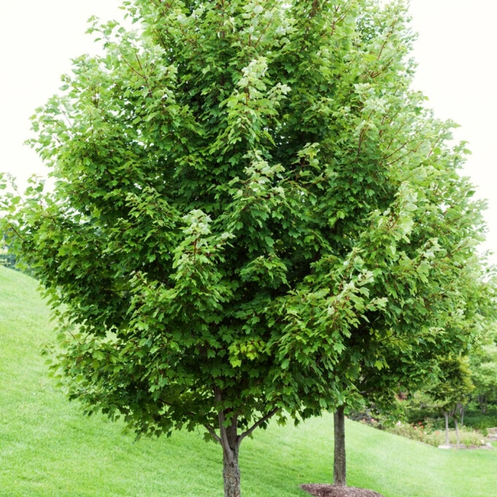 Canadian Red Maple Tree | Acer Rubrum 3 Canadian Red Maple Tree | Acer Rubrum - Image 3