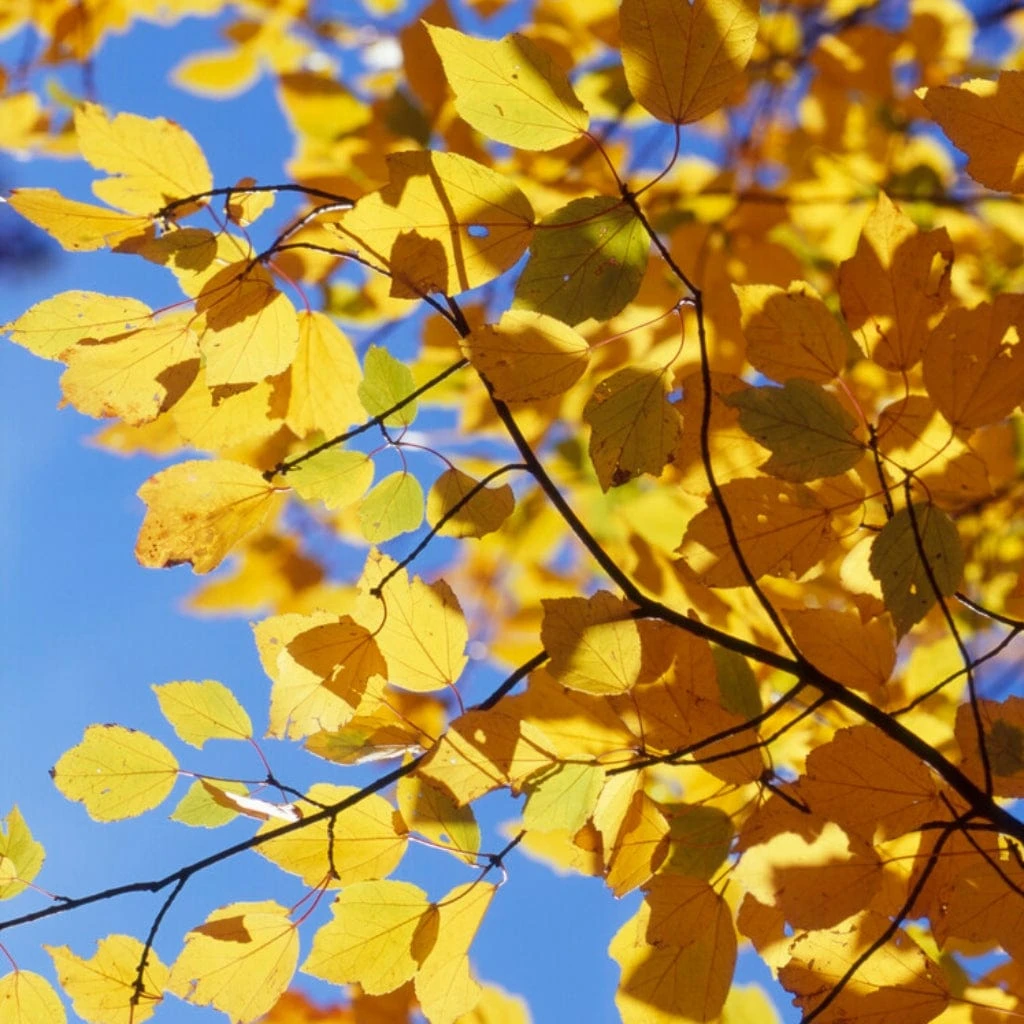 Canadian Red Maple Tree | Acer Rubrum 2 Canadian Red Maple Tree | Acer Rubrum - Image 2