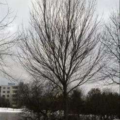 Canadian Red Maple Tree | Acer Rubrum 11 Canadian Red Maple Tree | Acer Rubrum -Arbor Sapling Sales ORN0212 3