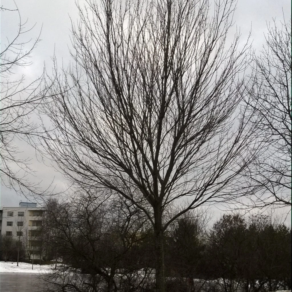 Canadian Red Maple Tree | Acer Rubrum 4 Canadian Red Maple Tree | Acer Rubrum - Image 4