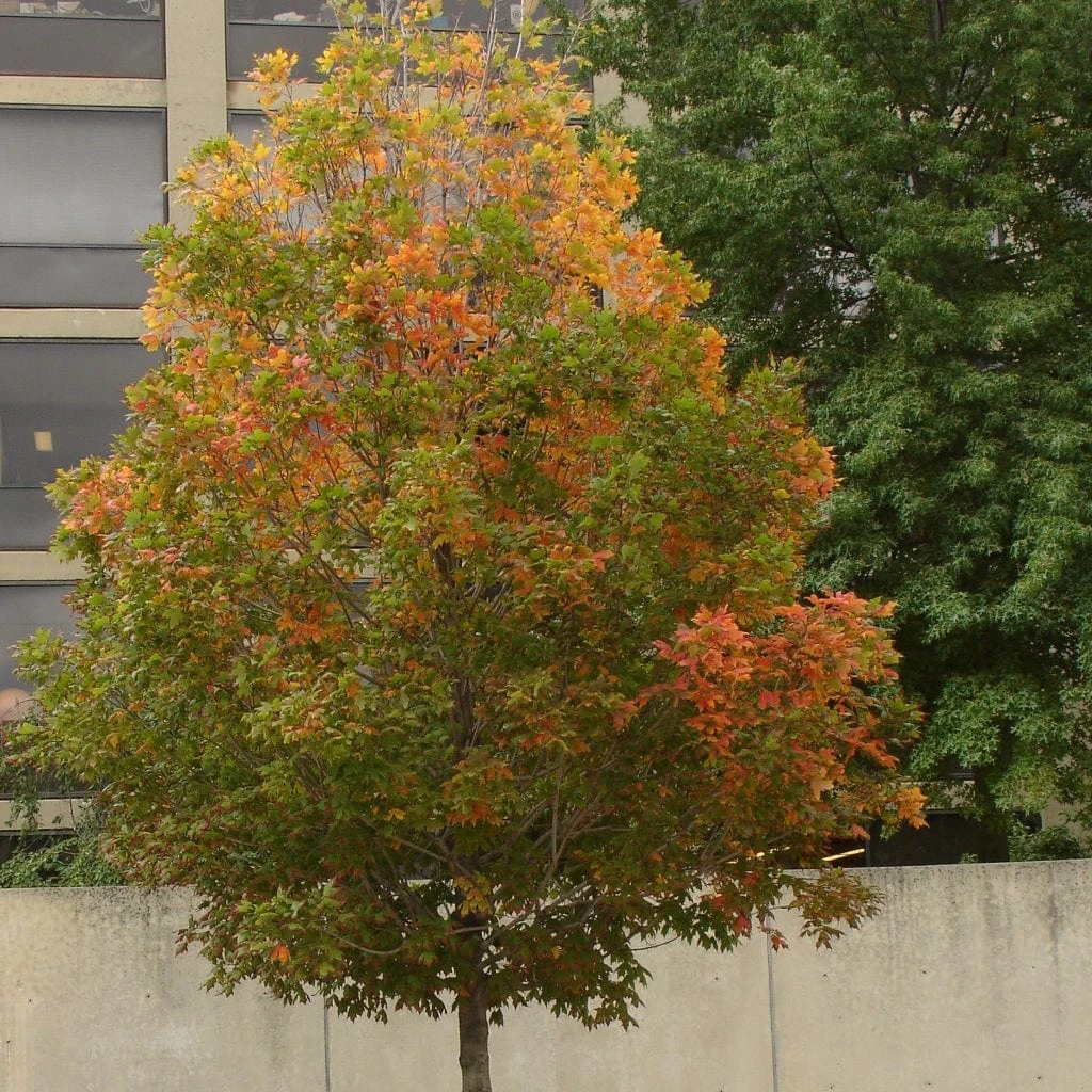 Canadian Red Maple Tree | Acer Rubrum 6 Canadian Red Maple Tree | Acer Rubrum - Image 6