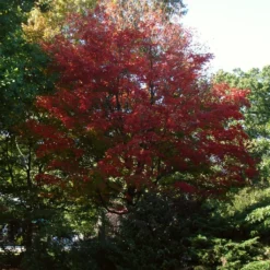 Canadian Red Maple Tree | Acer Rubrum 14 Canadian Red Maple Tree | Acer Rubrum -Arbor Sapling Sales ORN0212 6