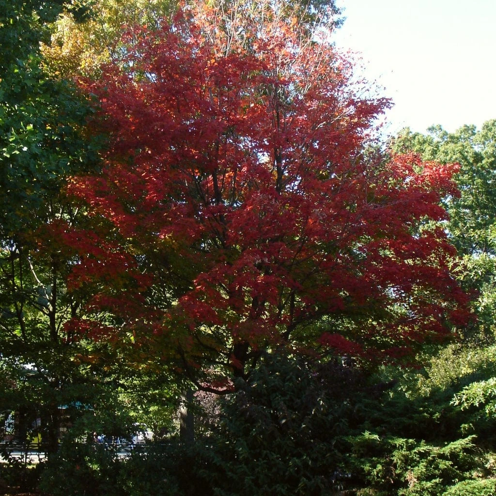 Canadian Red Maple Tree | Acer Rubrum 7 Canadian Red Maple Tree | Acer Rubrum - Image 7
