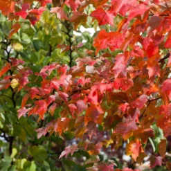 Canadian Red Maple Tree | Acer Rubrum 'Fairview Flame' -Arbor Sapling Sales ORN0213 3