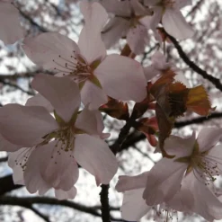 Sargent's Cherry Blossom Tree | Prunus Sargentii 14 Sargent's Cherry Blossom Tree | Prunus Sargentii -Arbor Sapling Sales ORN0240 4