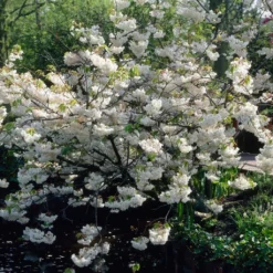 White Weeping Cherry Blossom Tree | Prunus Yedoensis 'Shidare Yoshino'