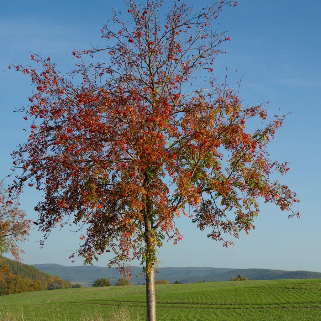 Copper Kettle' Rowan Tree | Sorbus 4 Copper Kettle' Rowan Tree | Sorbus - Image 4