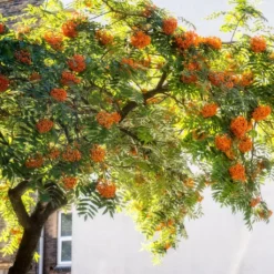 Copper Kettle' Rowan Tree | Sorbus 9 Copper Kettle' Rowan Tree | Sorbus -Arbor Sapling Sales ORN0267 5 889ea2e8 fe4c 4c61 935d 4318cd394cbc