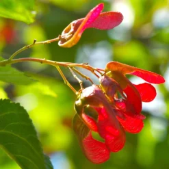 Tatarian Maple | Acer Tataricum 'Hotwings' -Arbor Sapling Sales ORN0278 4 2885856e bb9a 4ef8 962b 93b0ddd73361