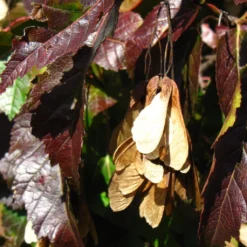 Tatarian Maple | Acer Tataricum 'Hotwings' -Arbor Sapling Sales ORN0278 5 2f77771d bb4c 4416 bbc0 dc387bce8adc