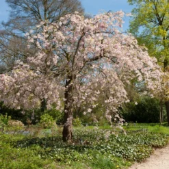 Pink Weeping Winter Flowering Cherry Tree | Prunus Subhirtella 'Pendula Rosea'