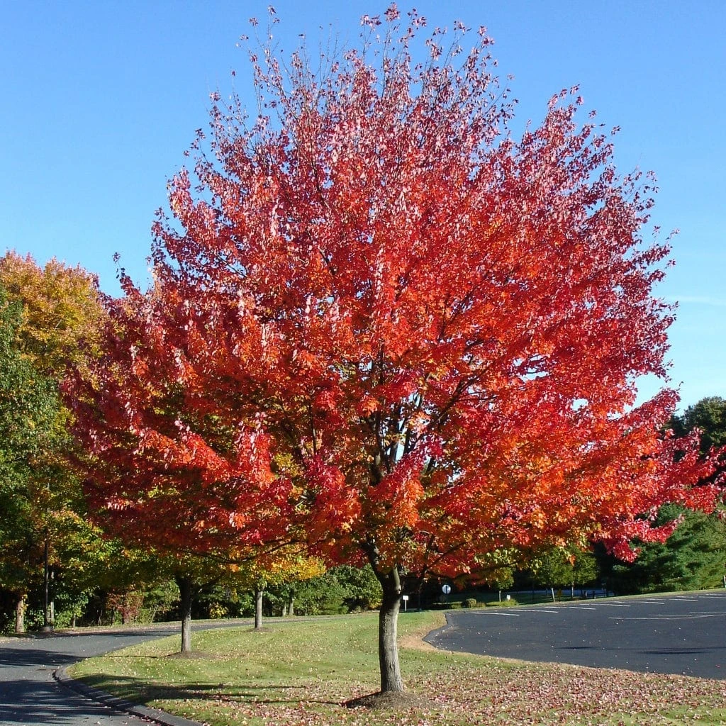 Canadian Red Maple Tree | Acer Rubrum 'Red Pointe' 1 Canadian Red Maple Tree | Acer Rubrum 'Red Pointe'