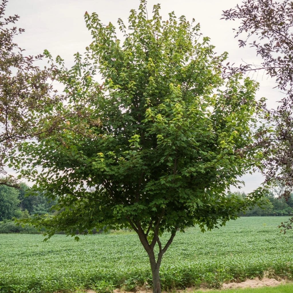 Canadian Red Maple Tree | Acer Rubrum 'Red Pointe' 2 Canadian Red Maple Tree | Acer Rubrum 'Red Pointe' - Image 2