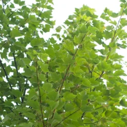 Canadian Red Maple Tree | Acer Rubrum 'Red Pointe' 7 Canadian Red Maple Tree | Acer Rubrum 'Red Pointe' -Arbor Sapling Sales ORN0385 4 7afe9936 2048 4b99 a359 2f747dcfb264