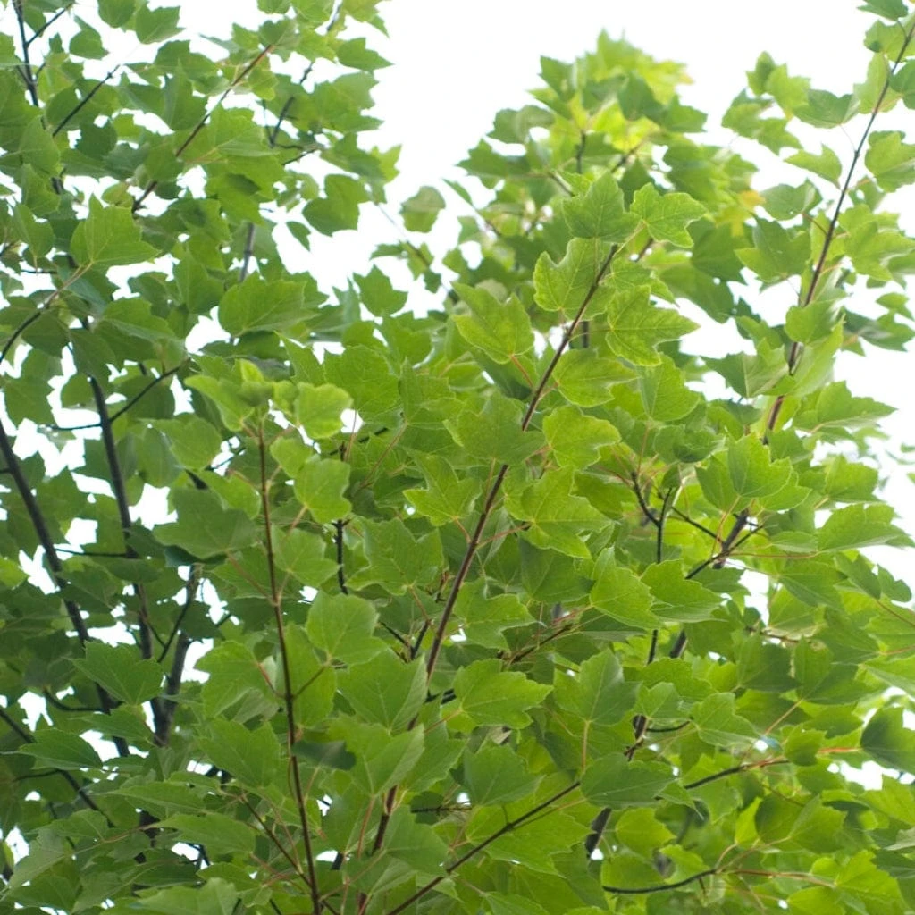 Canadian Red Maple Tree | Acer Rubrum 'Red Pointe' 4 Canadian Red Maple Tree | Acer Rubrum 'Red Pointe' - Image 4