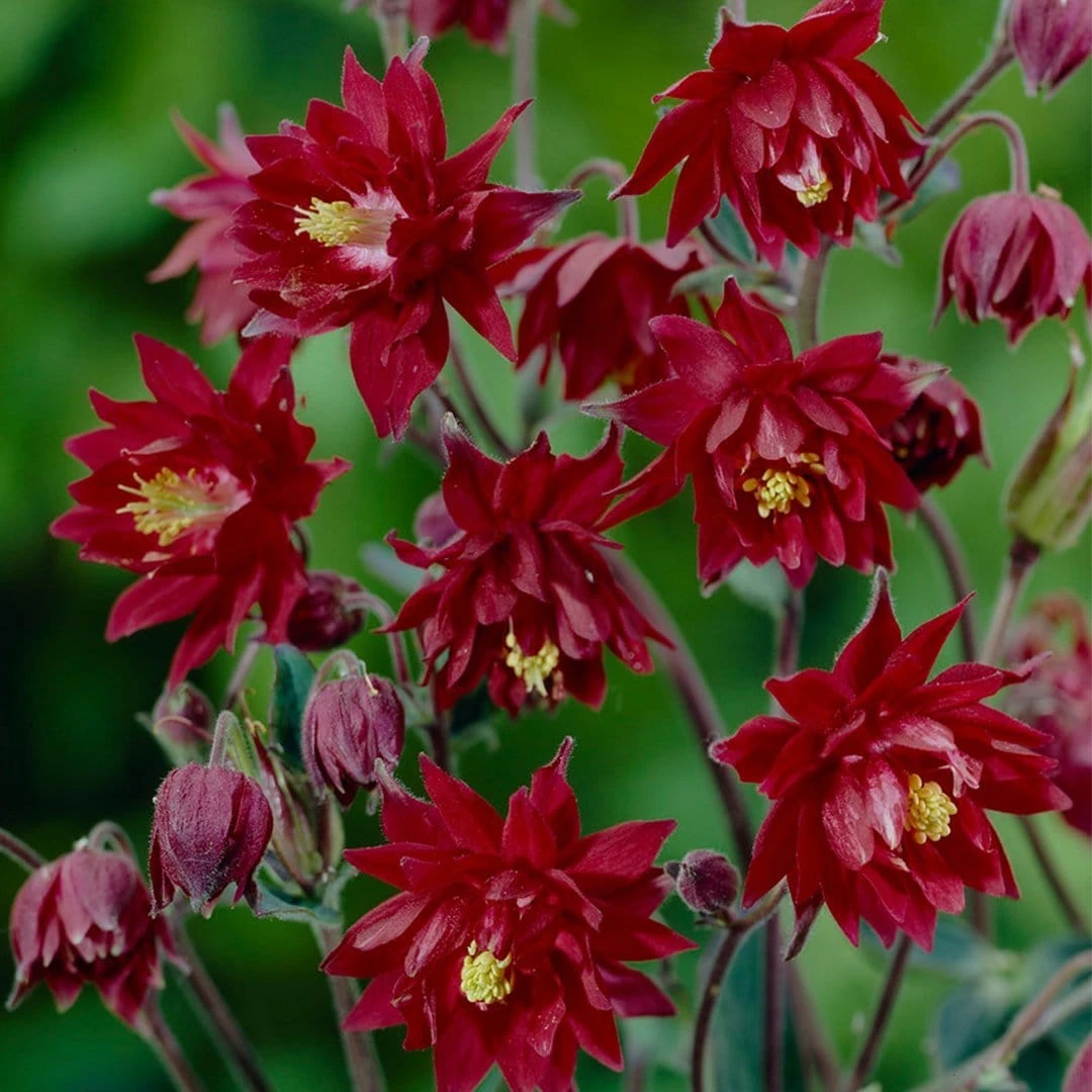 Aquilegia 'Bordeaux Barlow' 1 Aquilegia 'Bordeaux Barlow'