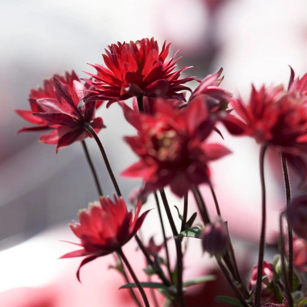 Aquilegia 'Bordeaux Barlow' 3 Aquilegia 'Bordeaux Barlow' - Image 3