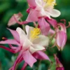 Aquilegia 'Spring Magic Rose & White'
