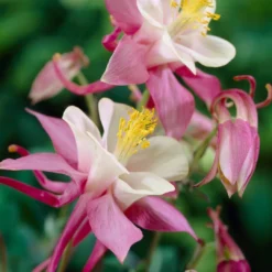 Aquilegia Spring Magic Collection -Arbor Sapling Sales PB0032 1 afcf0cd6 ce97 4324 9435 9a2f658b7a55