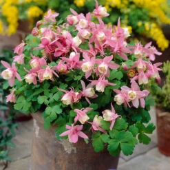 Aquilegia Spring Magic Collection -Arbor Sapling Sales PB0032 2 0f6ceaad c0e4 4b74 9f36 ad355159297c