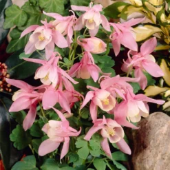 Aquilegia 'Spring Magic Rose & White' 5 Aquilegia 'Spring Magic Rose & White' -Arbor Sapling Sales PB0032 3