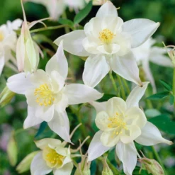 Aquilegia Spring Magic Collection -Arbor Sapling Sales PB0034 1 e73c1e9b 8fd4 4fd7 baca 7854772b1df3